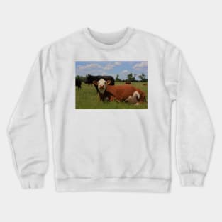 Kansas Country Cow's in a Pasture Crewneck Sweatshirt